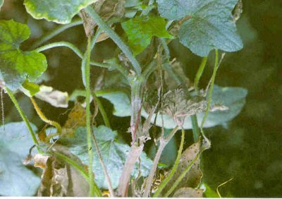 Hıyar gövdesinde beyaz çürüklük.